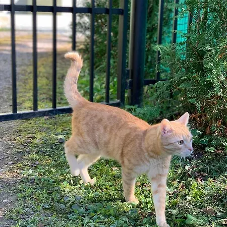 Πανσιόν Pod Skalkou